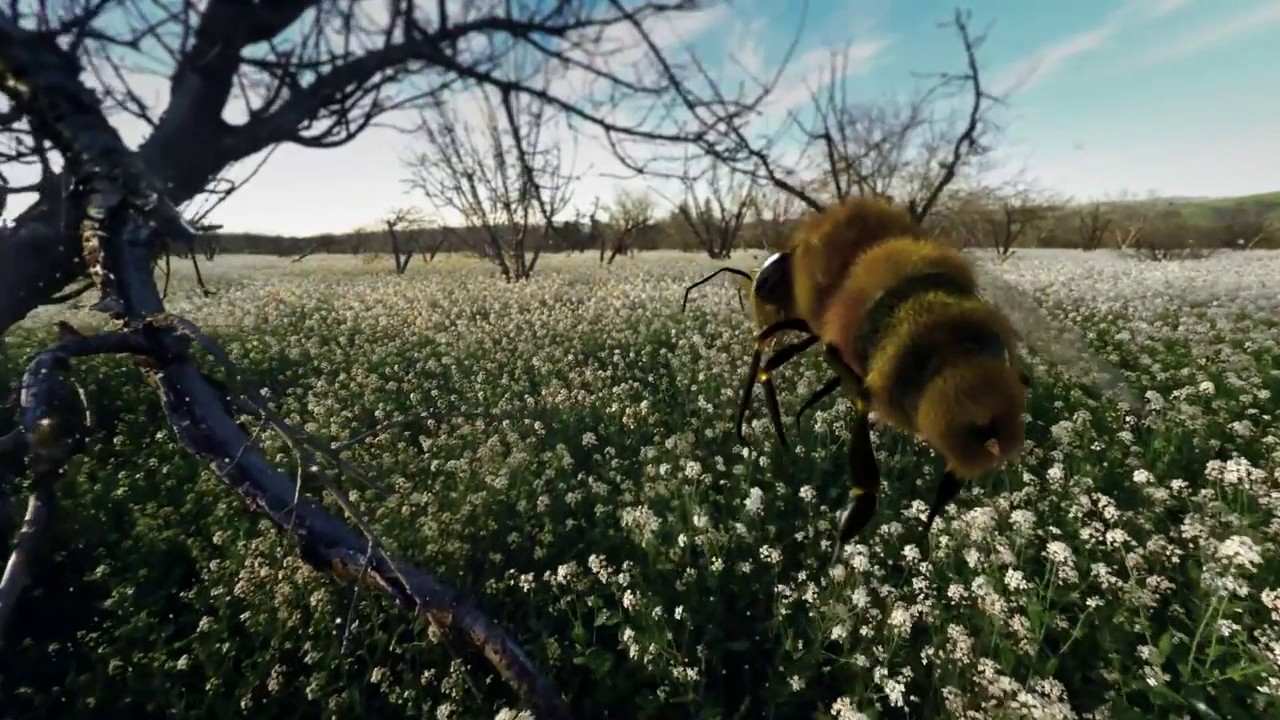 Haagen Daz Honeybee VR App